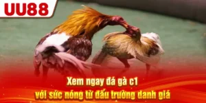 Xem Ngay Đá Gà C1 Với Sức Nóng Từ Đấu Trường Danh Giá